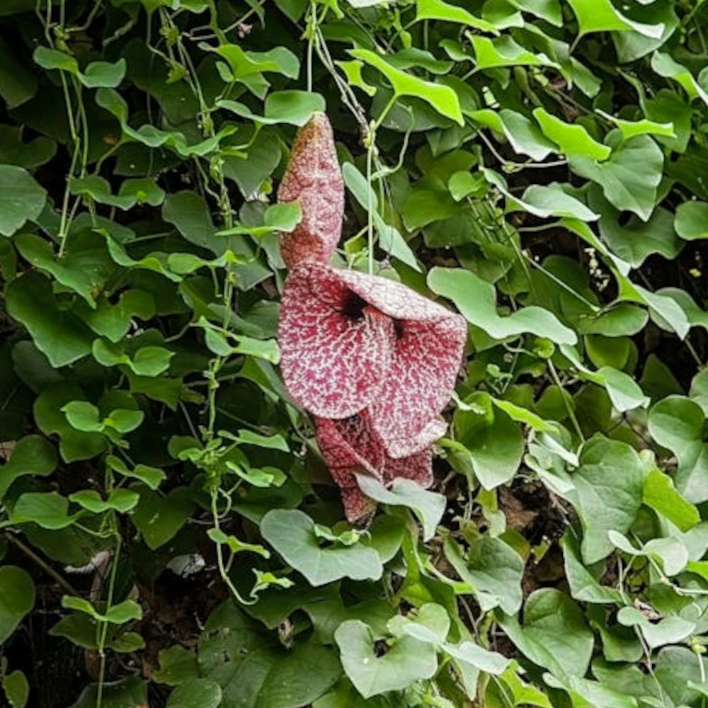 Aristoloche macrophylla pot de 1,5l - tuteur bambou 30/60 cm