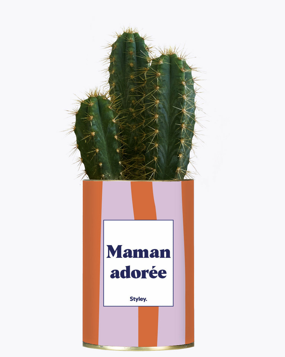 Plante à message - maman adorée - cactus