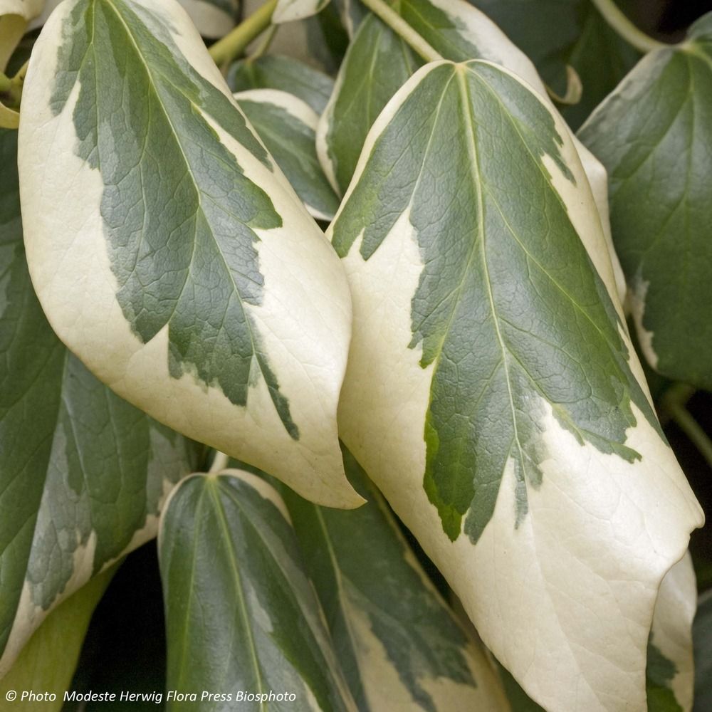 Lierre de colchide 'dentata variegata' pot de 2l/3l