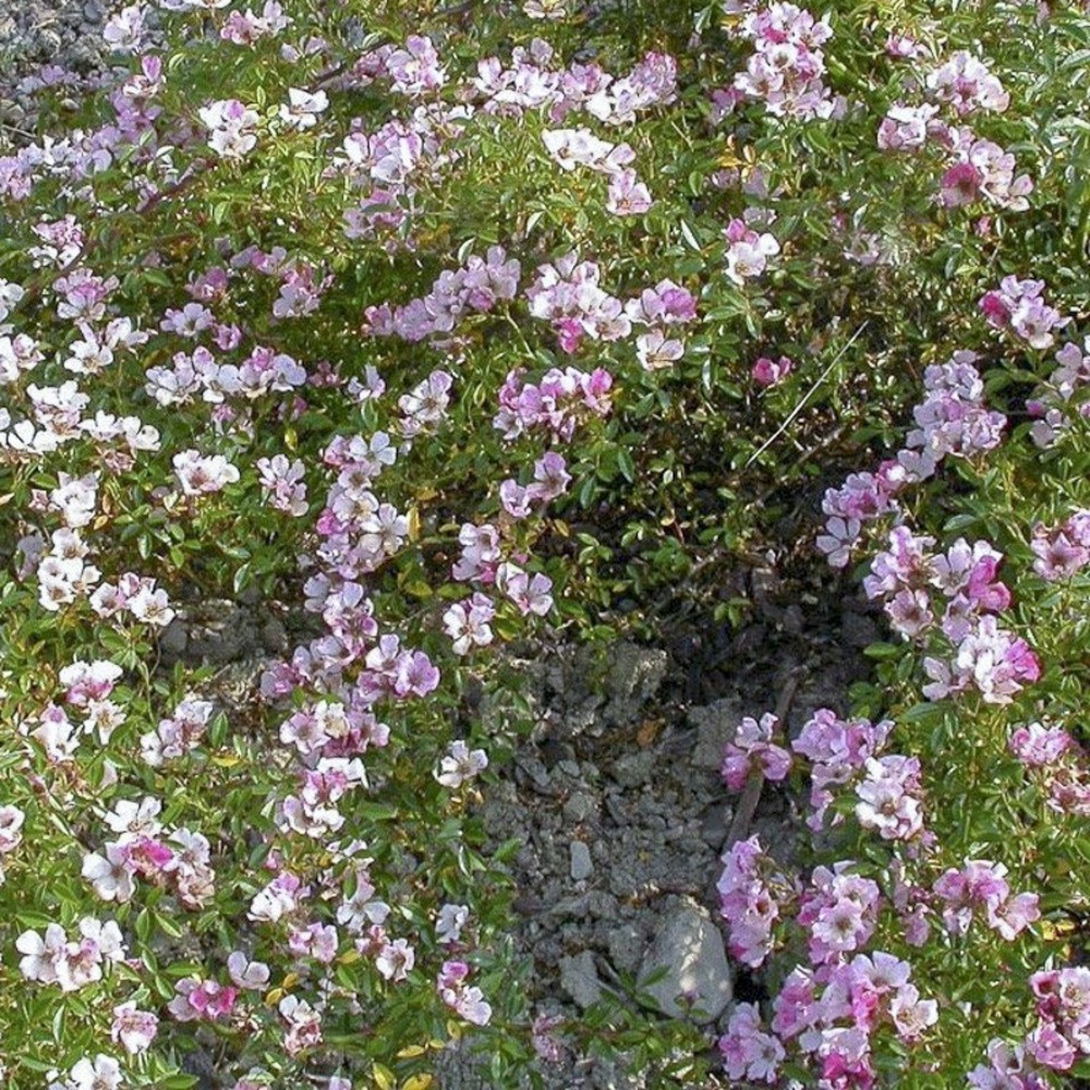 Rosier couvre-sol 'nozomi' pot de 1l/1,5l