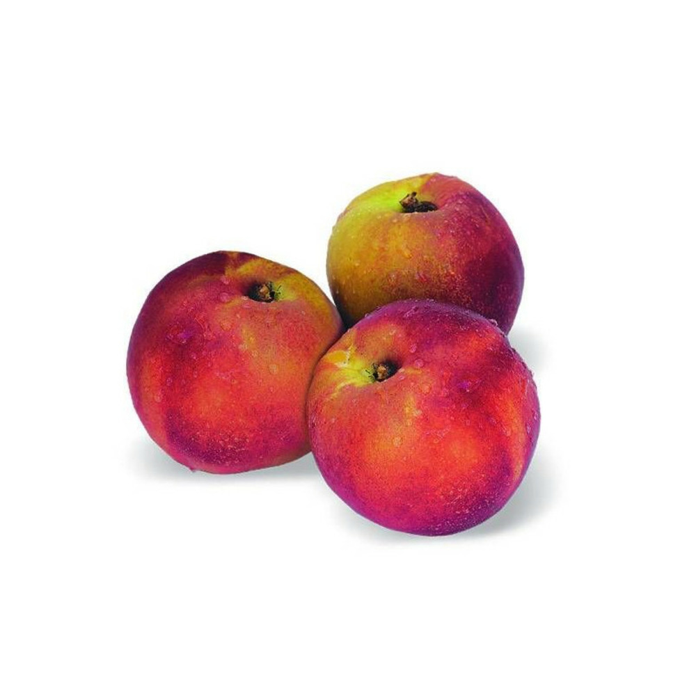 Nectarinier nain nectarinette - nains de jardins® pot de 4.5l - 30/60 cm