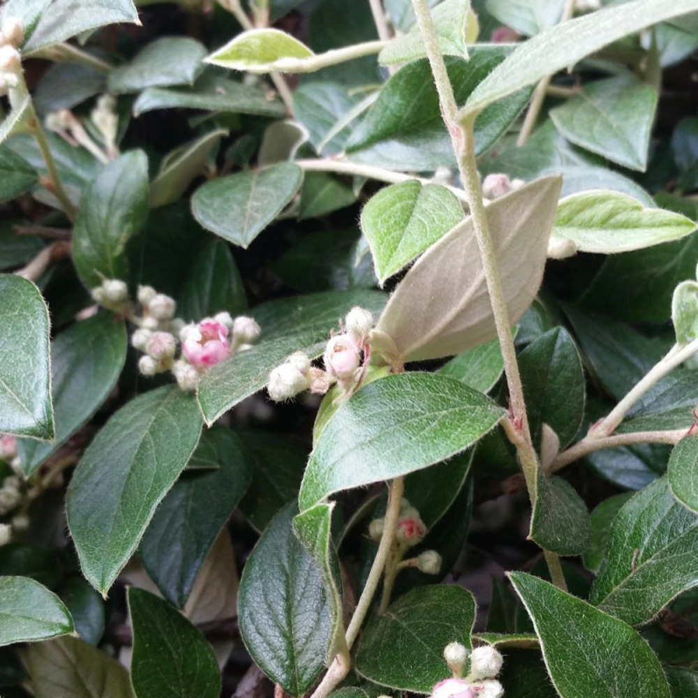Cotoneaster de franchet, cotonéaster pot de 3l - 20/40 cm