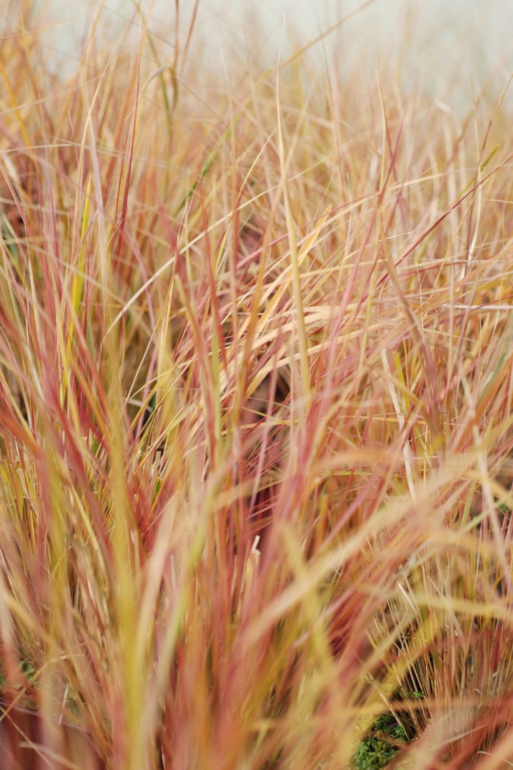 Stipa 'sirocco' - en pot de 3 litres
