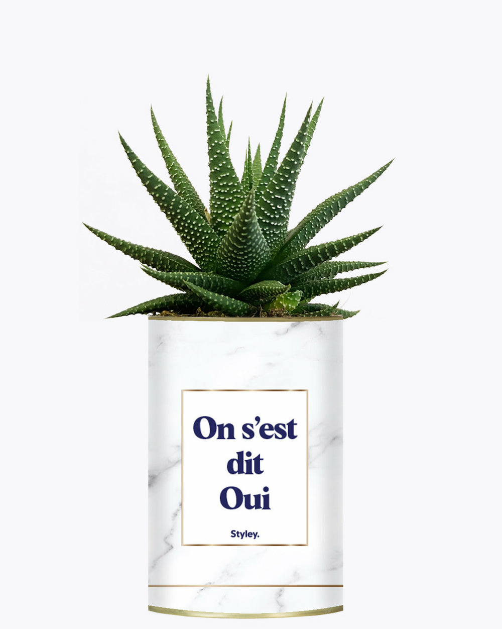 Plante facile à entretenir - on s'est dit oui - plante