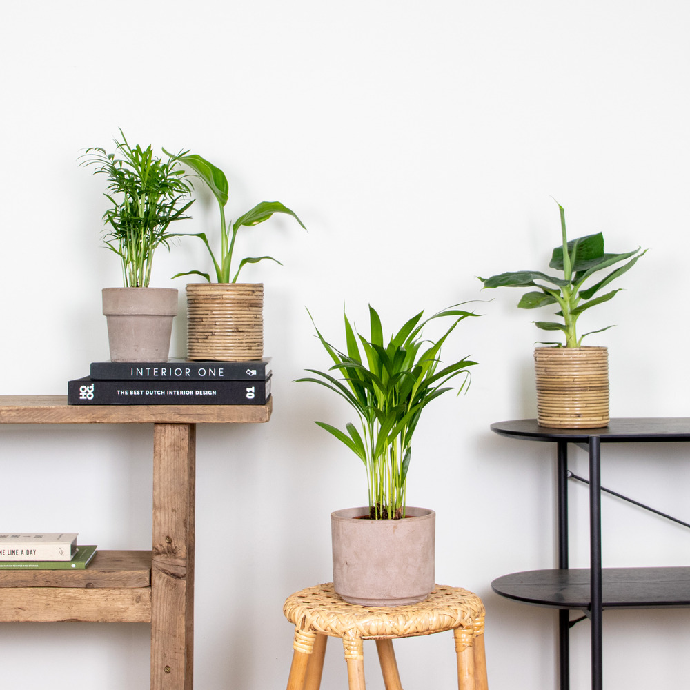 Mélange de plantes tendance - chamaedorea, dypsis, musa, strelitzia - ⌀12 cm - 20-45 cm