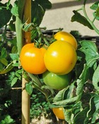 3 plants de tomate lemon boy f1, les 3 plants / ø 10.5cm