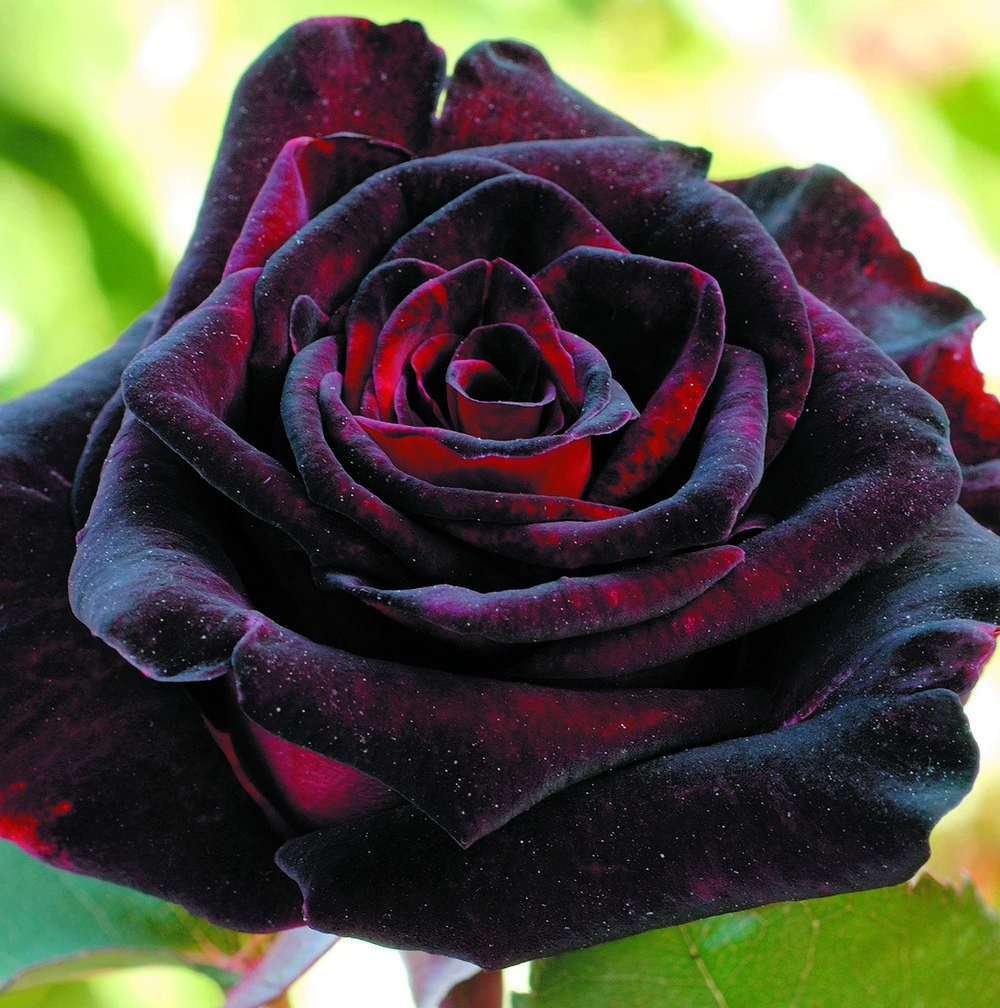 Rosier buisson black baccara ®- le rosier