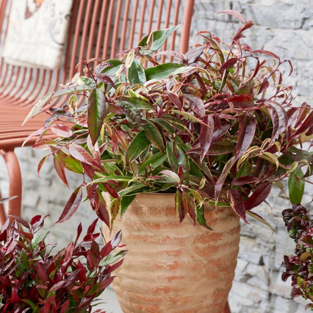 Leucothoe white wather®, fleur de perle pot de 3l - 40/60 cm