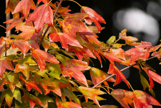 Acer buergerianum c15l baliveau 150/250 cm (hors pot)