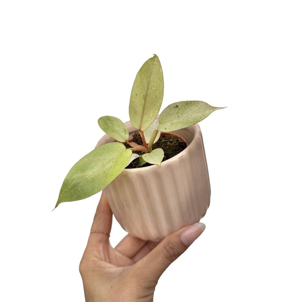 Philodendron snowdrift - pot de 6cm - plantes d'intérieur