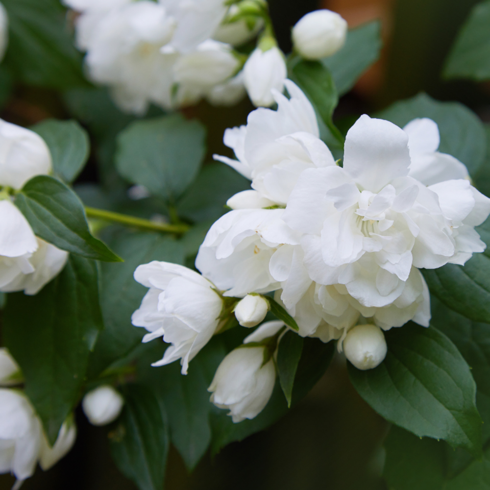 Seringat - philadelphus virginal 3l