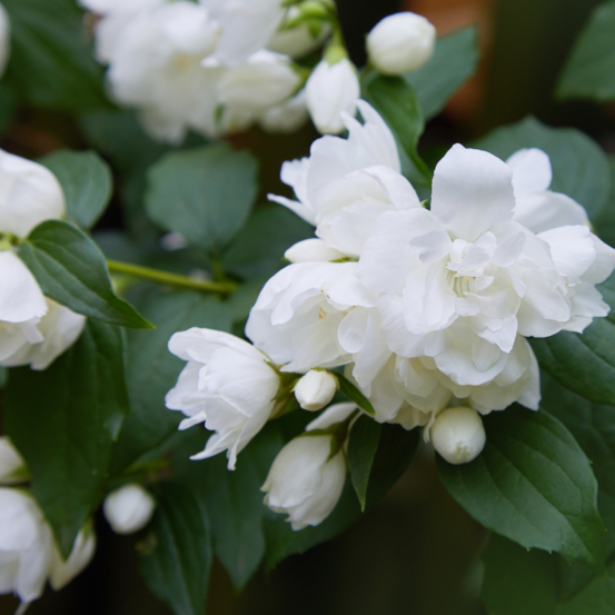 Seringat - philadelphus virginal 3l