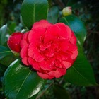 Camélia du japon 'kramer's supreme' (camellia japonica kramer's supreme) - godet 9cm