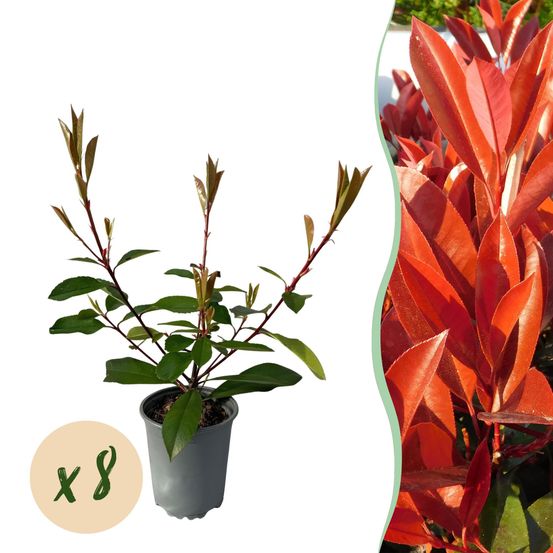 Lot de 8 - plantes de haie - photinia fraseri rouge robin - vert - p