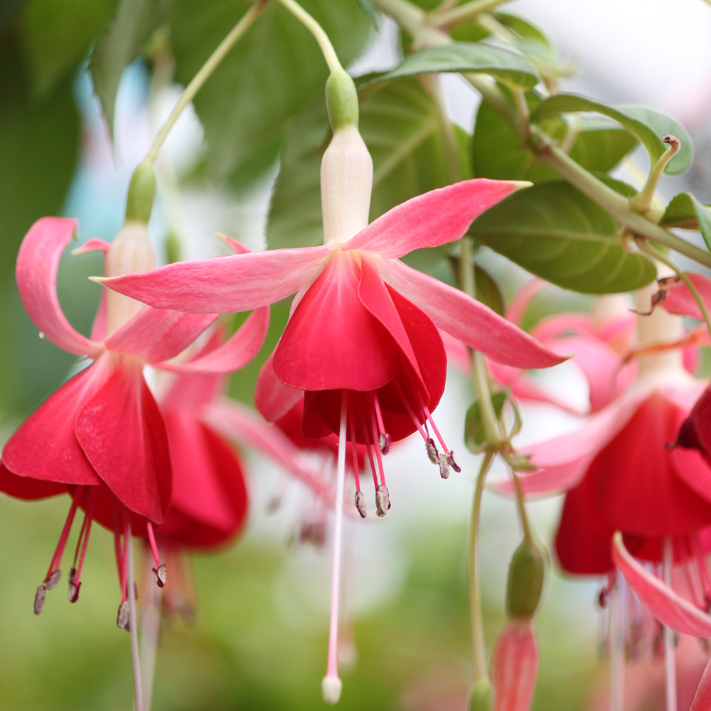 Fuchsia 'celia smedley' mini-motte ø 3/4 cm (par 5)