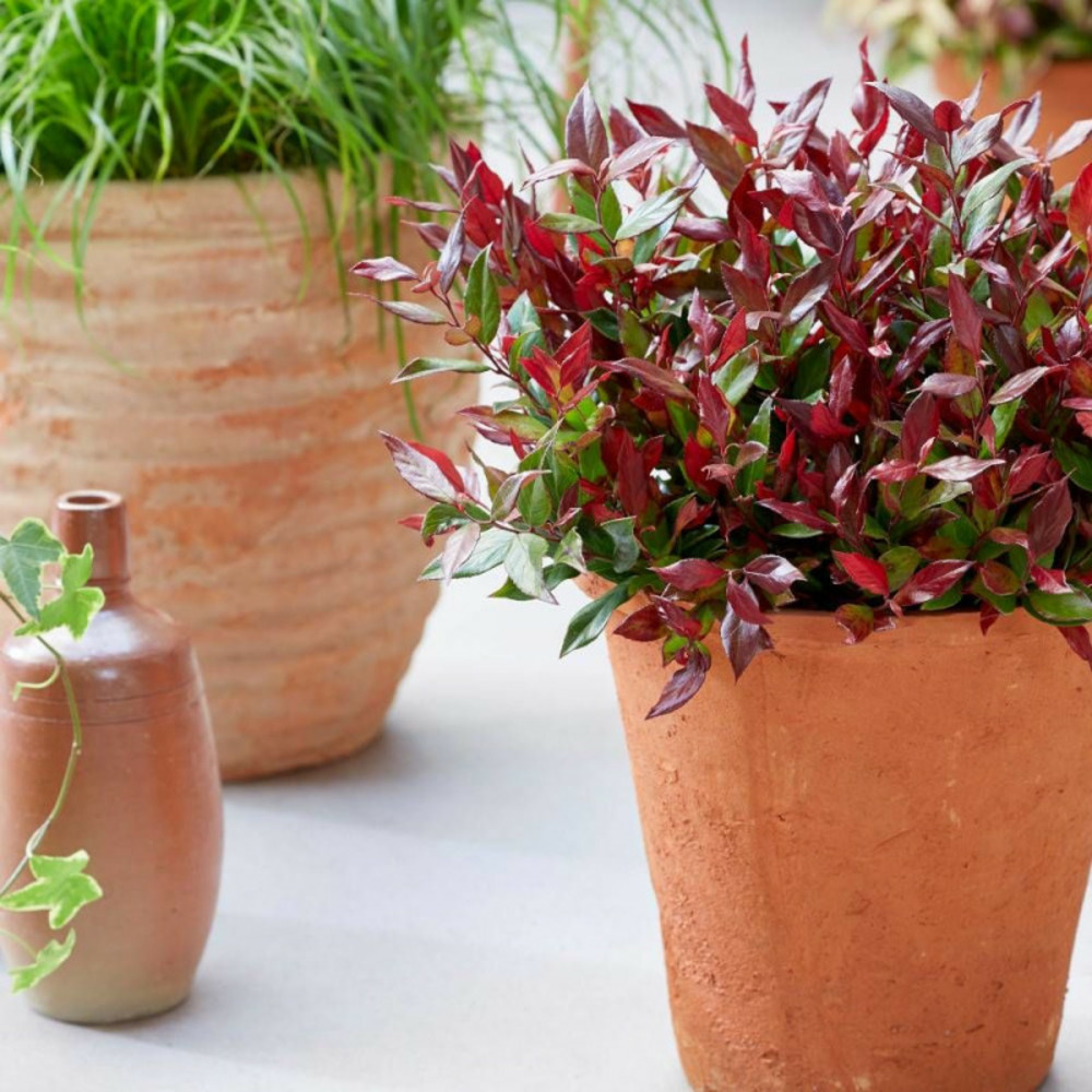 Leucothoe little flammes®, fleur de perle pot de 3l - 40/60 cm