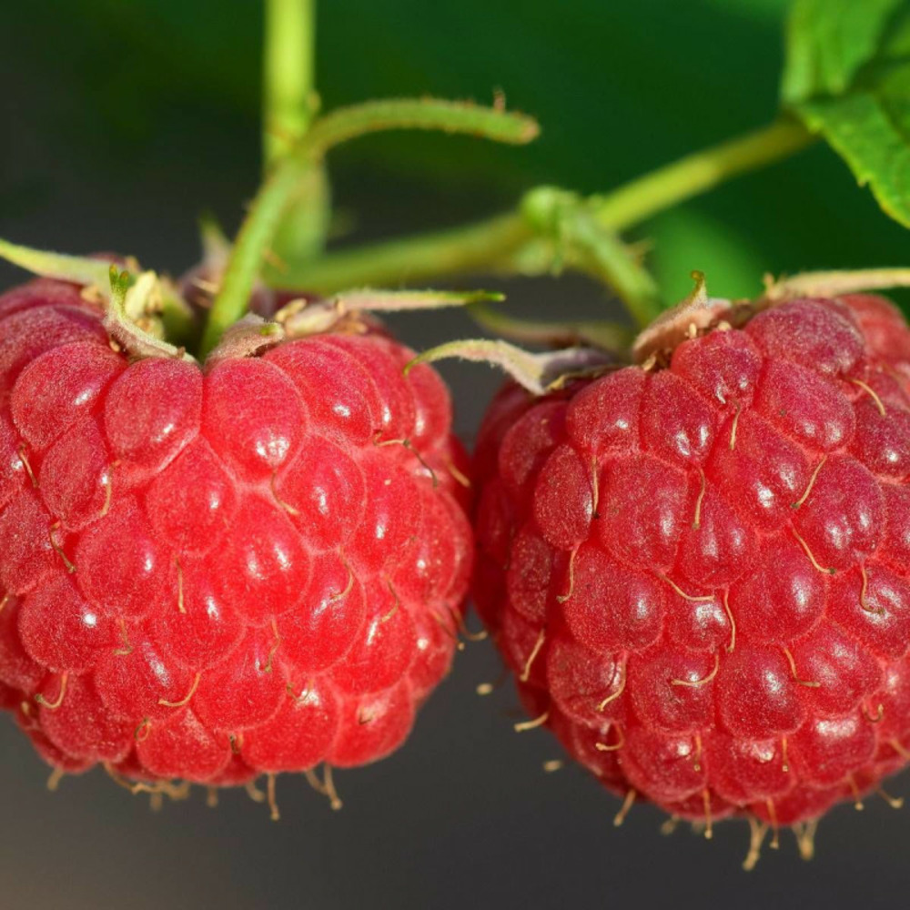 Framboisier autumn bliss pot de 3l - 30/60 cm