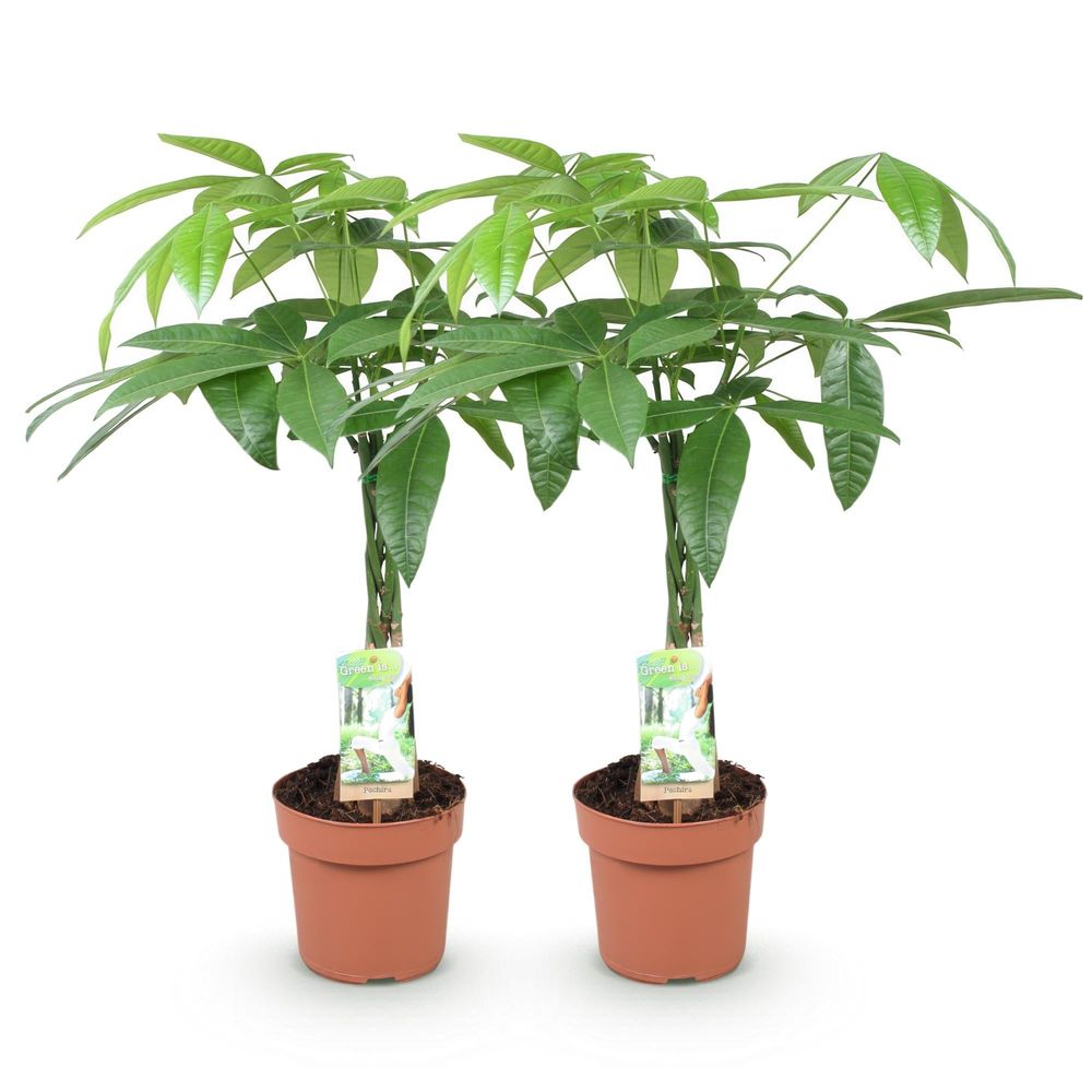 Pachira aquatica - arbre à argent - pot de 17cm - hauteur 60-70cm