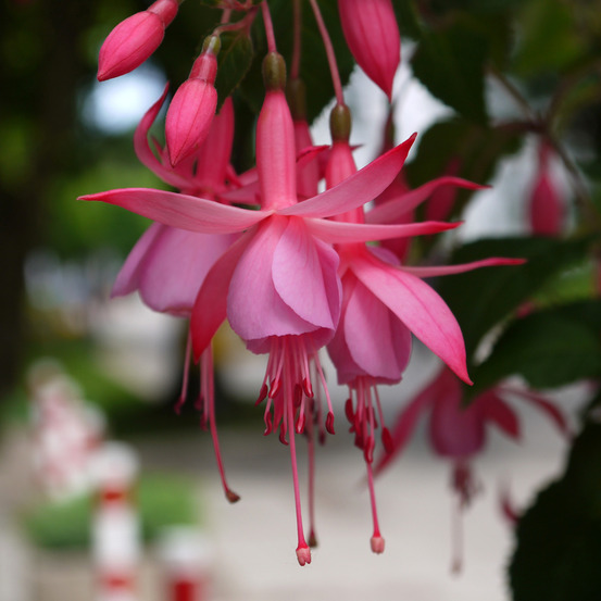 Fuchsia 'beacon rosa' godet de 8/9 cm