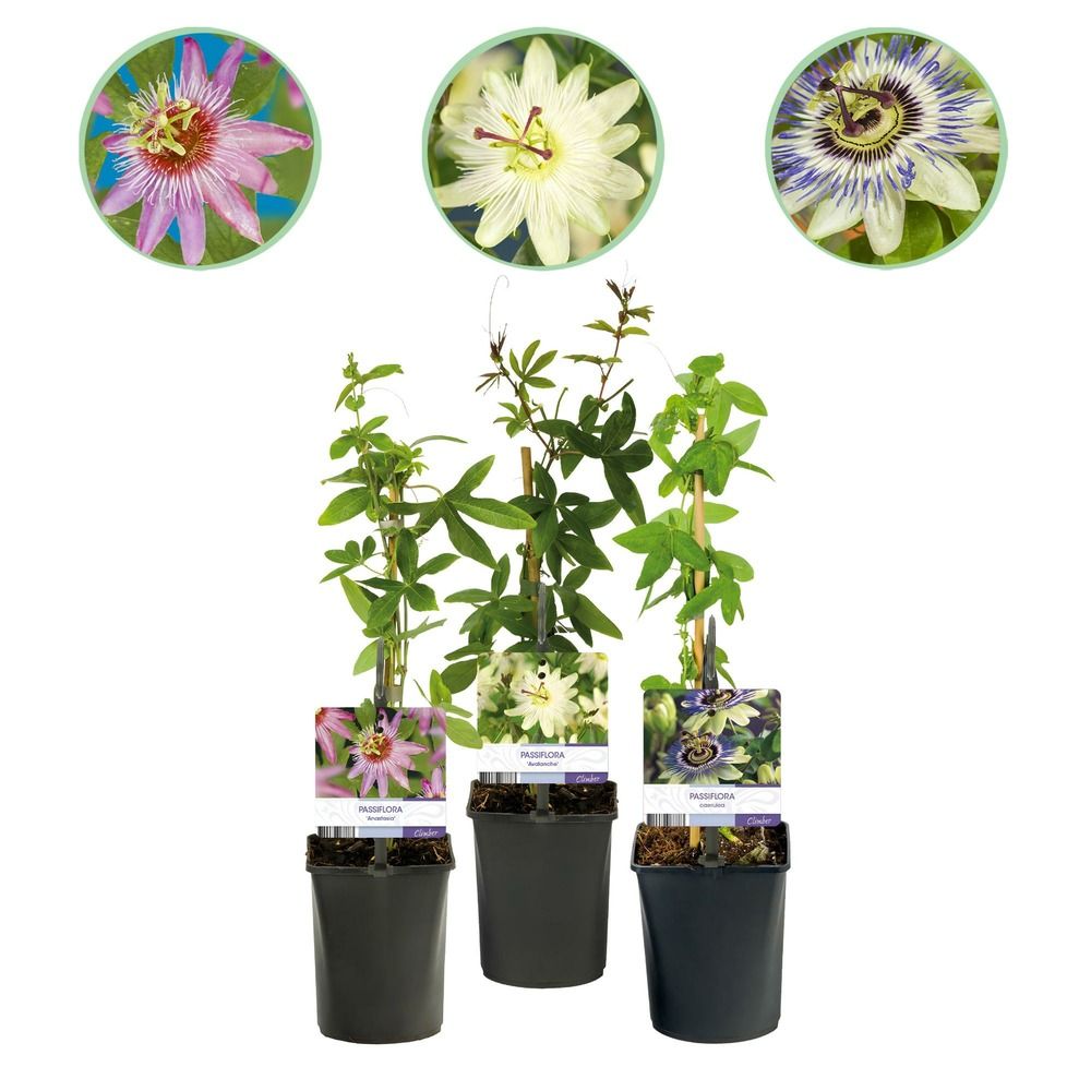 Passiflore - lot de 3 - pot 11 cm - hauteur 40 cm