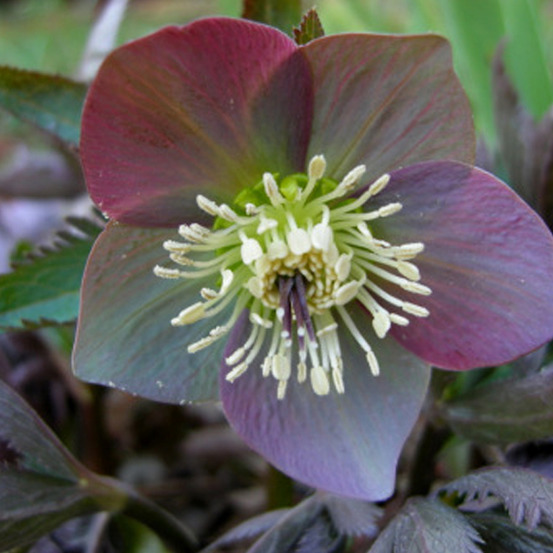 6 x hellébore pourpre - helleborus purpurascens - godet 9cm x 9cm
