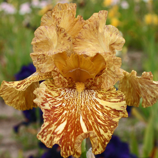Iris des jardins 'tiger honey' godet de 8/9 cm