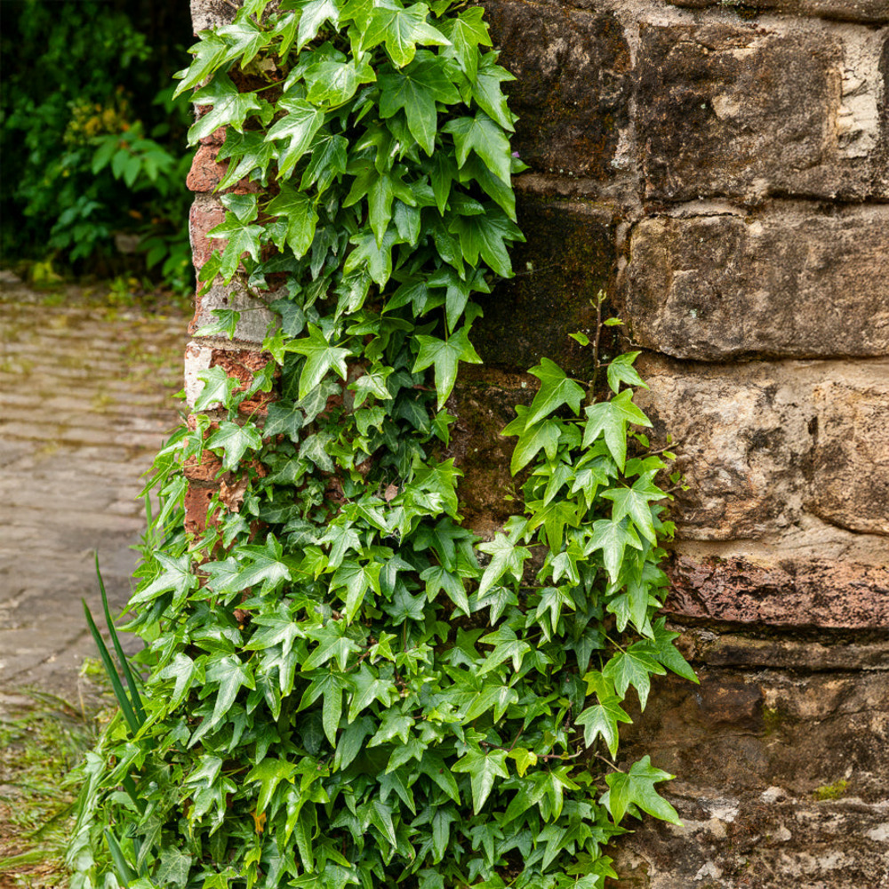 Lierre commun sagittifolia - le pot / ø 9cm, vendu par lot de 4