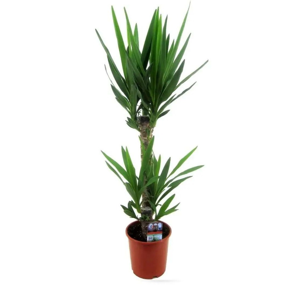 Yucca elephantipes - peu d'entretien - ↕ 70-80 cm - ⌀ 17 cm - plante d'intérieur