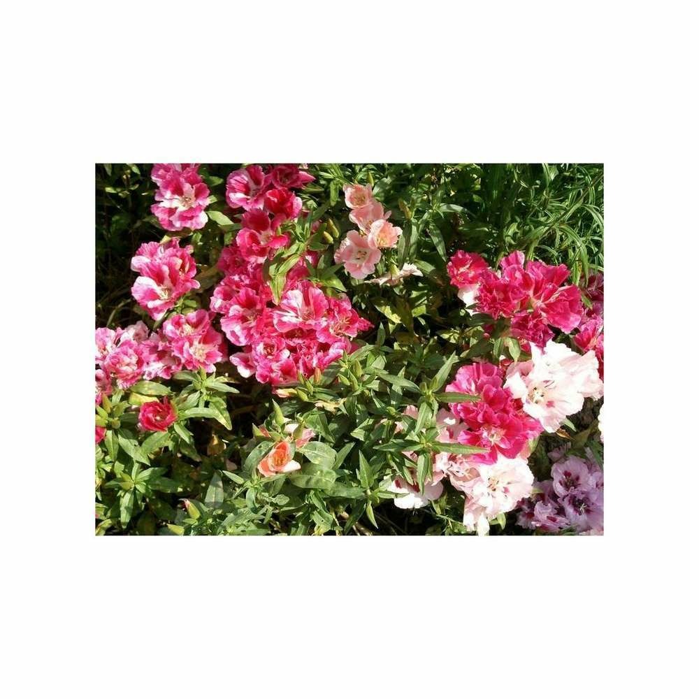 Godétia double à fleur d'azalée varié
