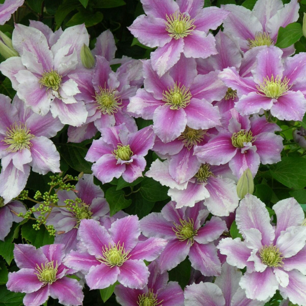 Clématite piilu pot de 3l - echelle bambou 60/120 cm