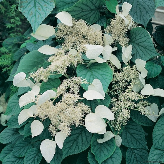 Schizophragma hydrangeoides 'moonlight' pot de 2l/3l