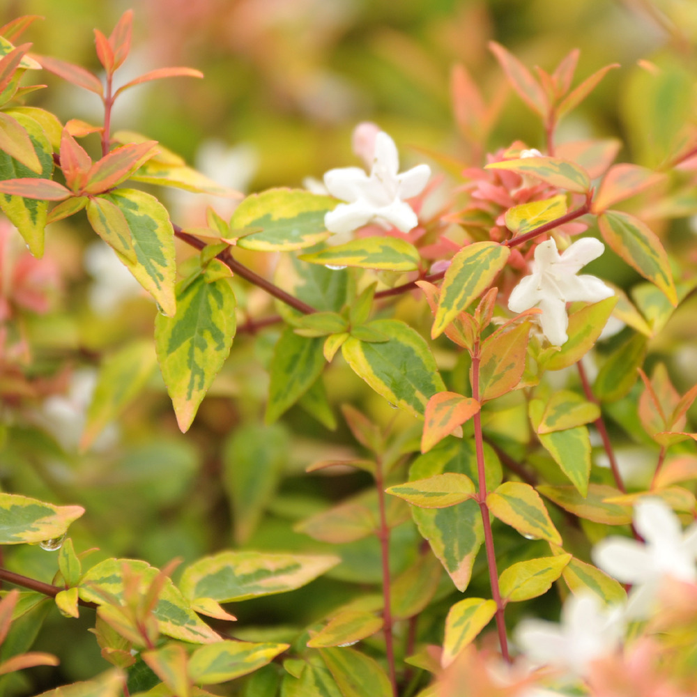 Abélia à grandes fleurs 'kaleidoscope' pot de 1l/1,5l