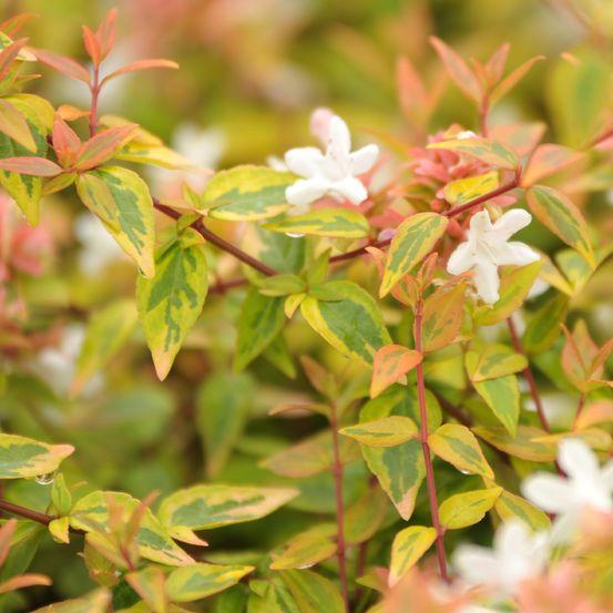 Abélia à grandes fleurs 'kaleidoscope' pot de 1l/1,5l