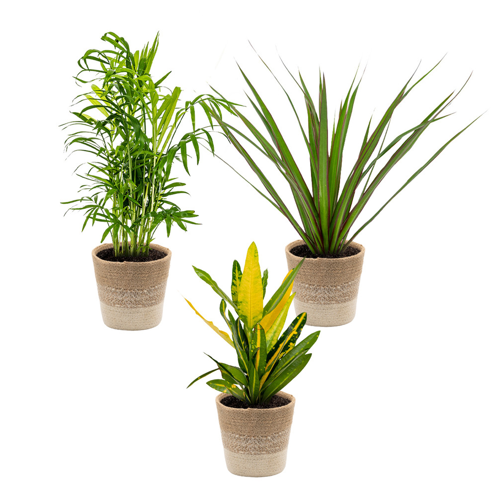 3x mélange de plantes tropicales d’intérieur avec panier en jute - dépolluantes - ⌀12 cm - 25-40 cm