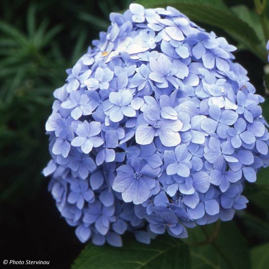 Hortensia 'mousseline' pot de 2l/3l