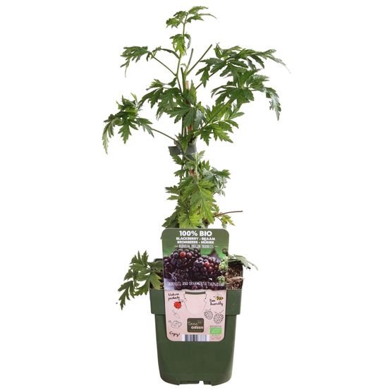 Mûrier sans épines thornless evergreen - h 45 cm, pot ø13 cm