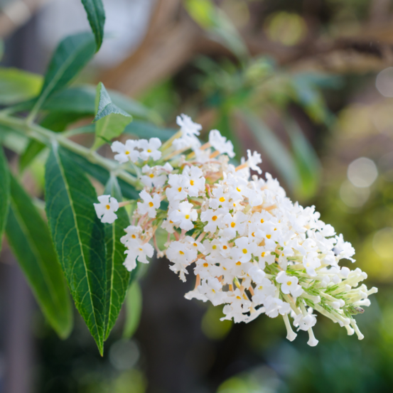 Arbre aux papillons white profusion - buddleja davidii white profusion 60/80 cm pot 3l