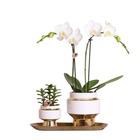 Kolibri company - ensemble orchidée blanche et succulente sur plateau doré