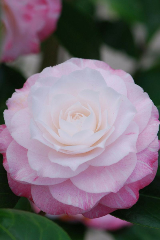 Camélia 'tammia' - en pot de 1 litre