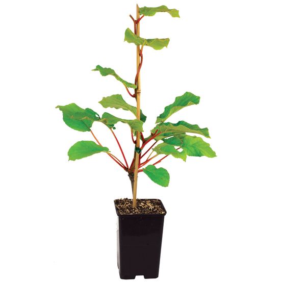 Plant de Kiwi autofertile solissimo pot 1,3 l