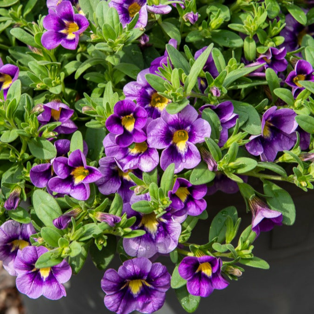 3 mini-pétunias bumble bee - les 3 pots / ø 10.5cm