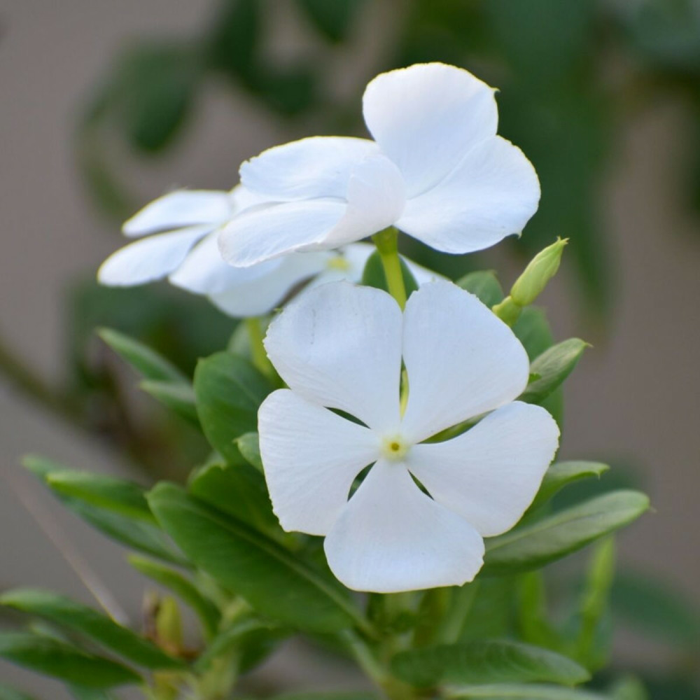 Pervenche blanche pot de 3l - 20/40 cm