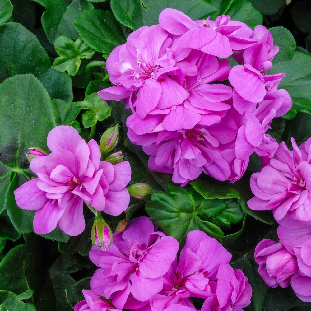 Géranium lierre double lilas - le pot / ø 10,5cm, vendu par lot de 2