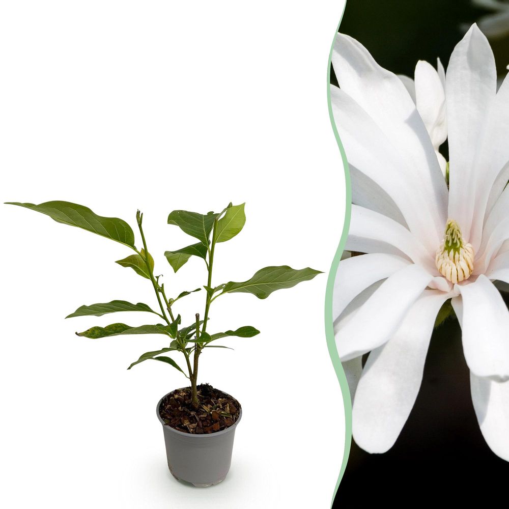 Magnolia 'royal star' - pot 12 cm - hauteur 30 cm - plante d'extérieur