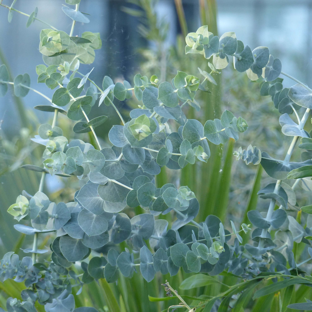 Gommier 'baby blue' pot de 2l/3l