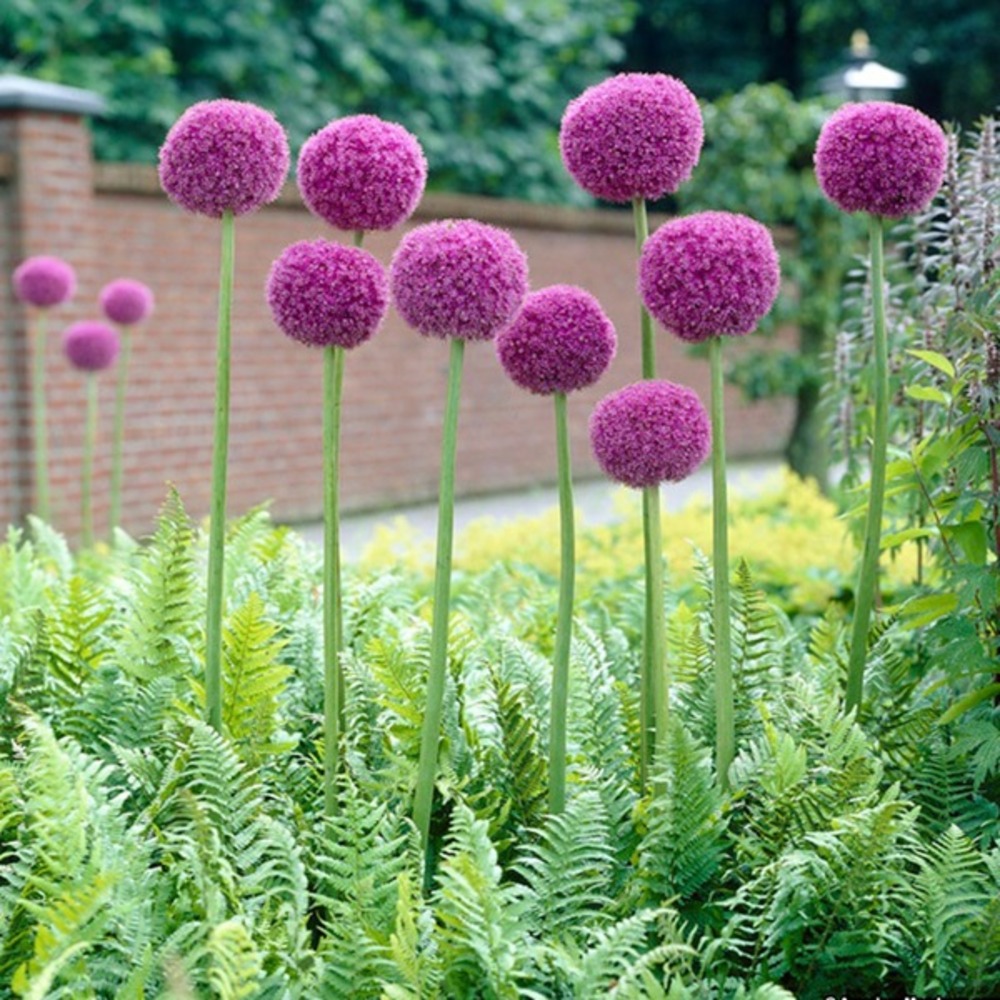 20 x ail d'ornement giganteum - 20 x allium giganteum
