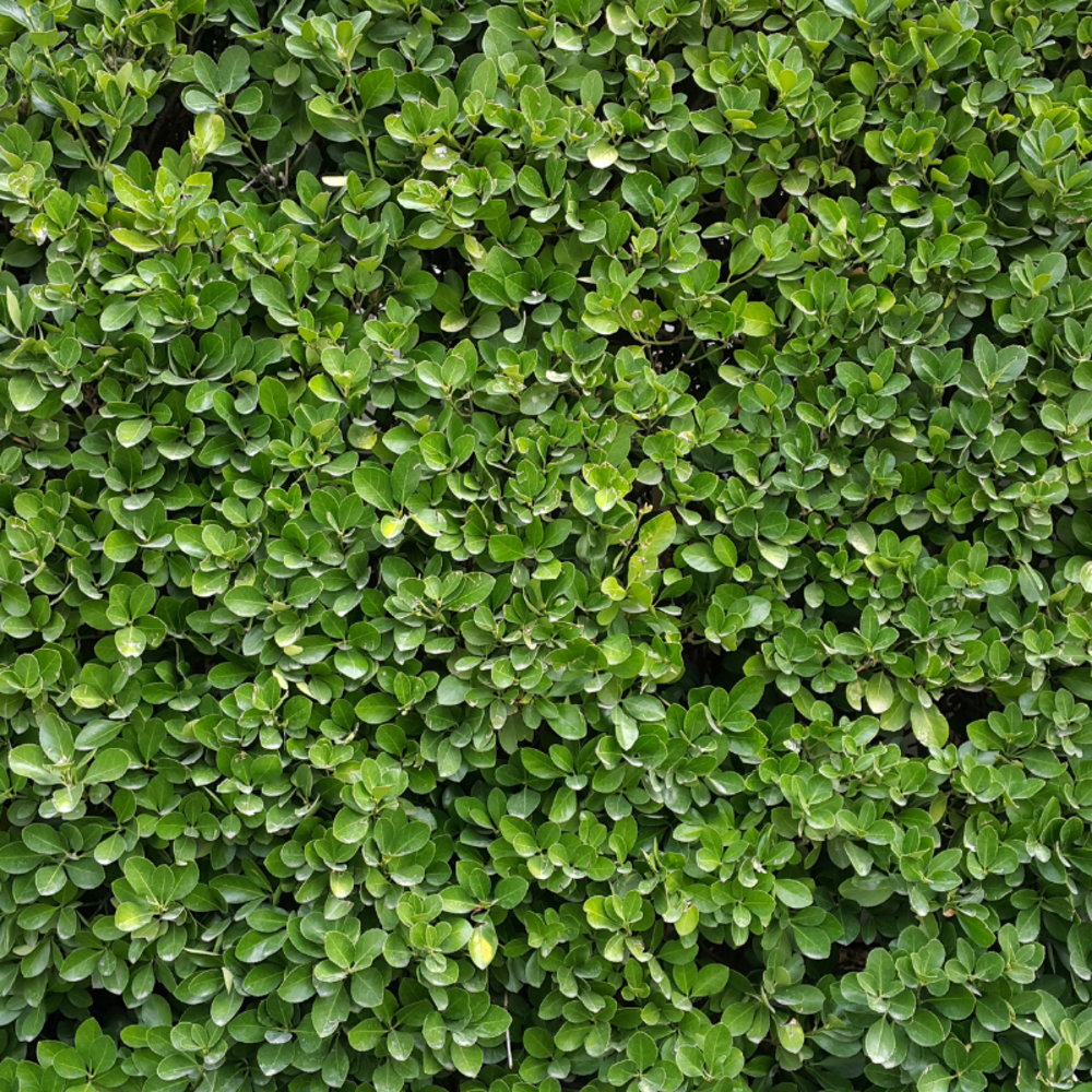Houx crenata green hedge - ilex crenata green hedge 60cm
