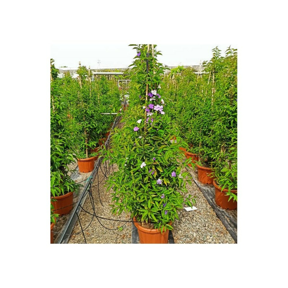 Brunfelsia pauciflora (hier, aujourd'hui, demain - brunfelsie) - pot de 25l - 180/200cm