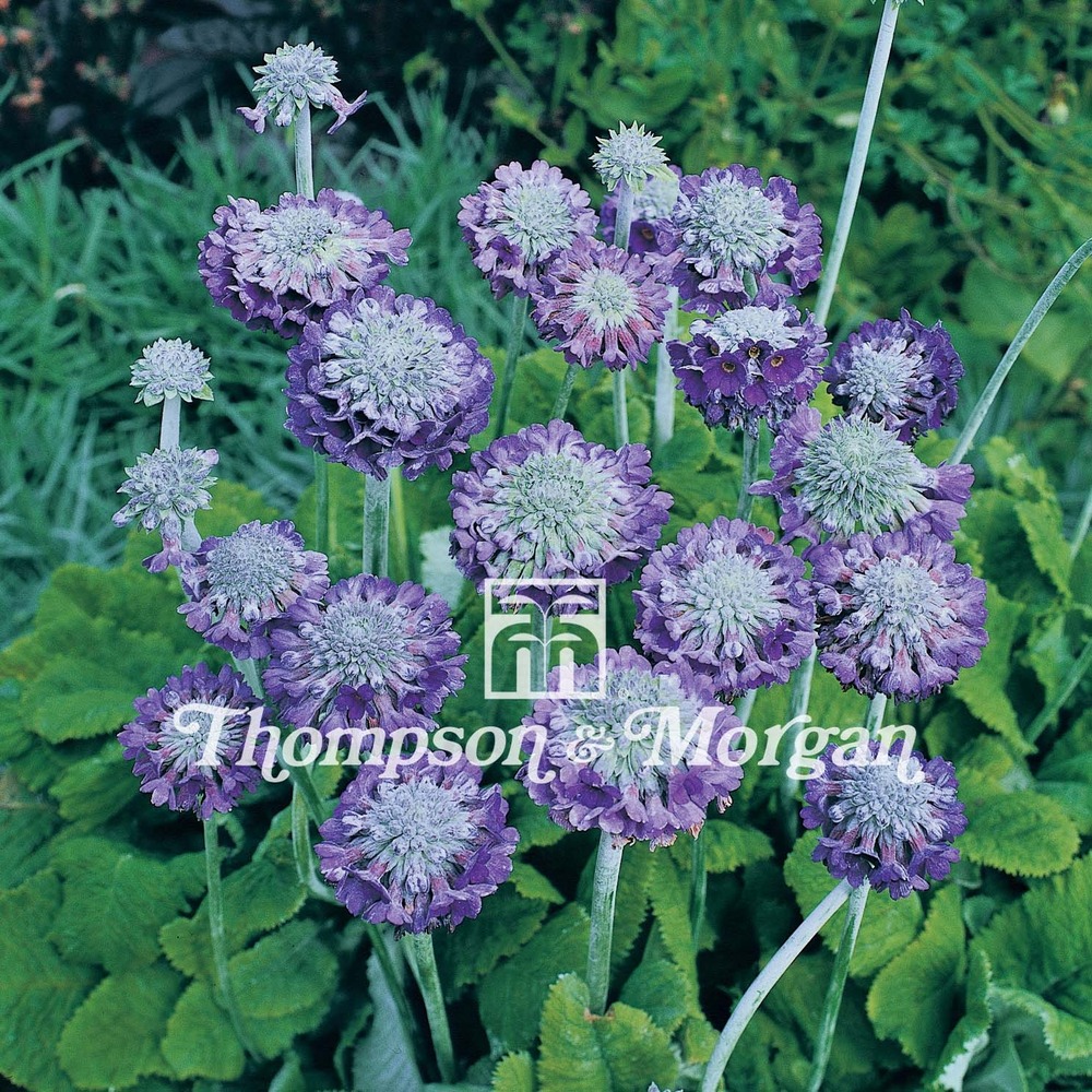 Primevère 'noverna blue' le sachet de 25 graines environ