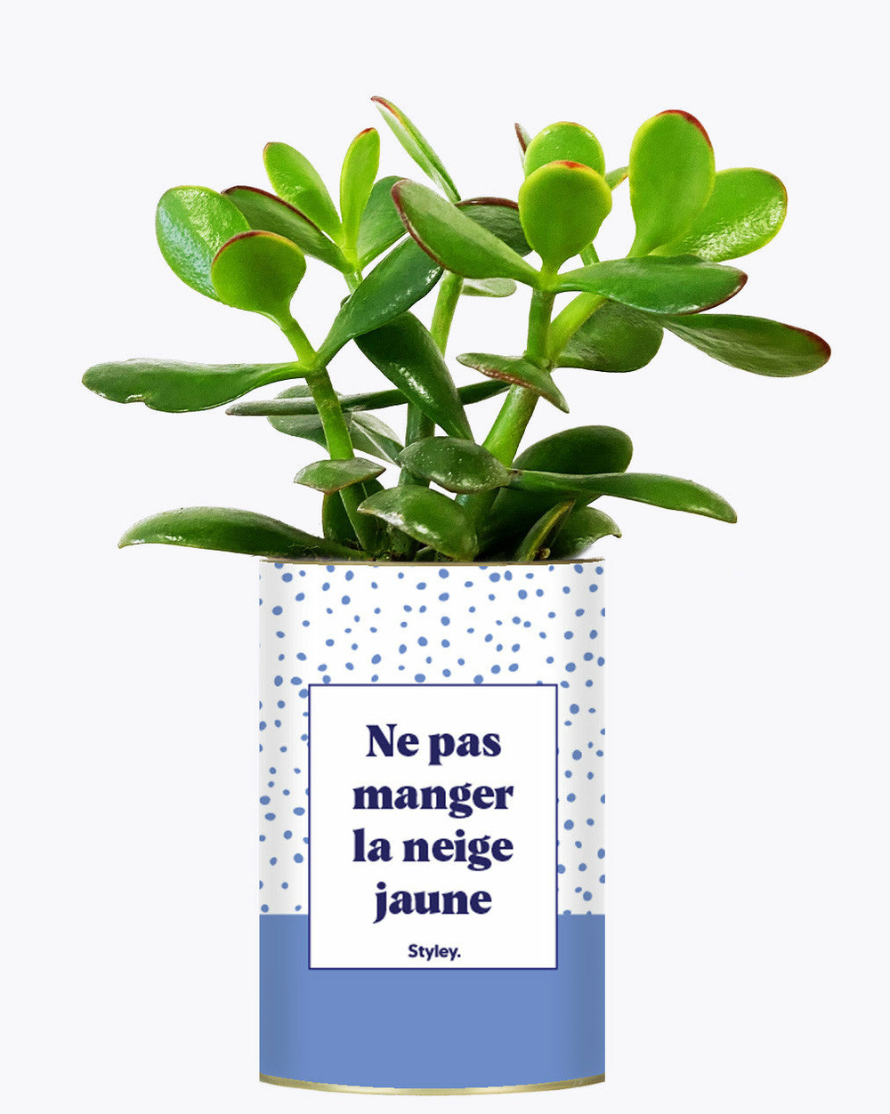 Idée cadeau - ne pas manger la neige jaune - cactus